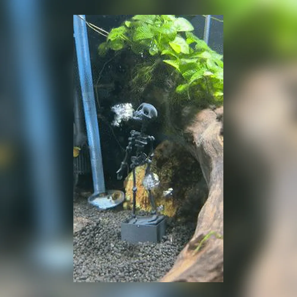 Dancing skeleton ornament displayed inside a planted aquarium